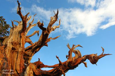  Bristlecone Pine Forest 2010