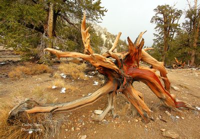 Toppled over Bristlecone Pine Tree