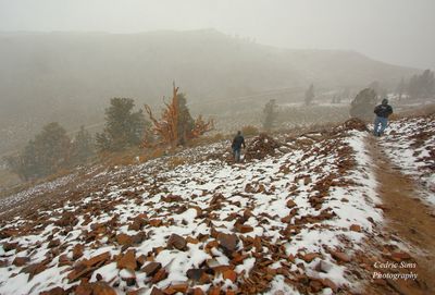  Snowing @ Bristlecone Pine Forest 2010