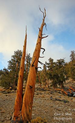  Bristlecone Pine Forest 2010