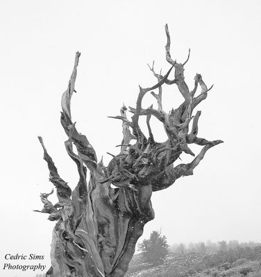 Bristlecone Pine Forest 2010  B&W Version