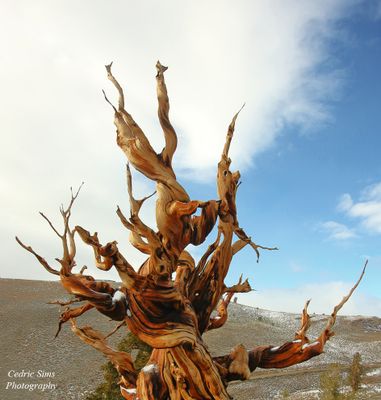  Bristlecone Pine Forest 2010 (Color  version)