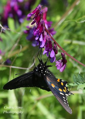 California Pipevine Swallowtail