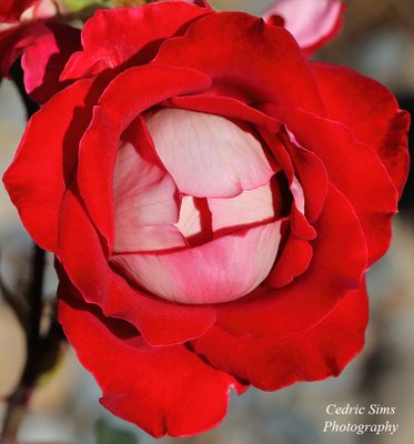  Snowfire Rose