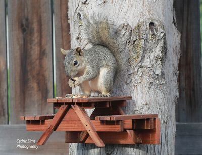 Picnicking Squirrel