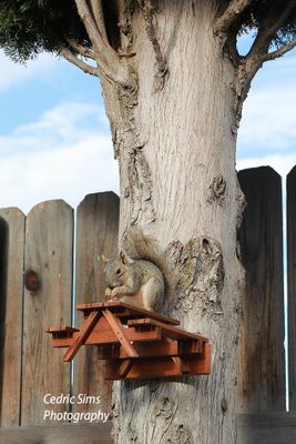 Grubbing Squirrel