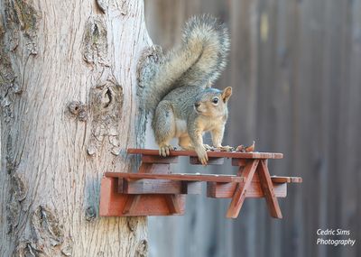 Posing Squirrel