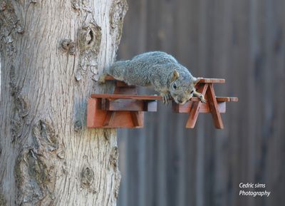 Lounging Squirrel