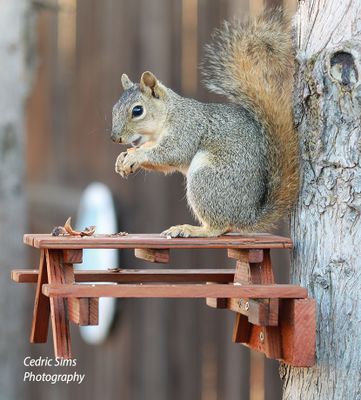 Squirrels in the back yard