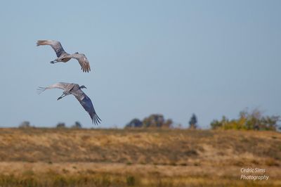  Sandhill Cranes