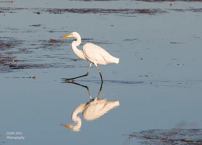  Great White Egret