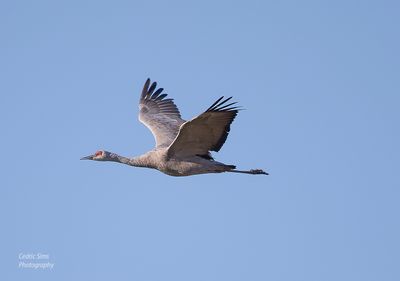  Sandhill Crane
