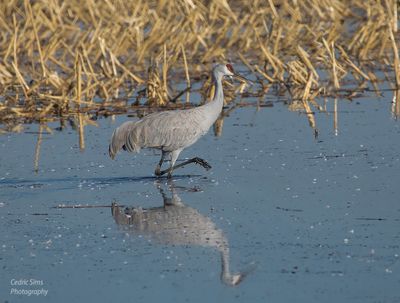 Sandhill Crane