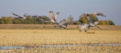  Sandhill Cranes getting in position