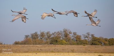  Sandhill Cranes getting in position