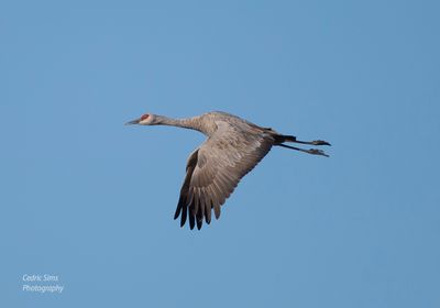  Sandhill Crane