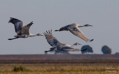  Sandhill Cranes
