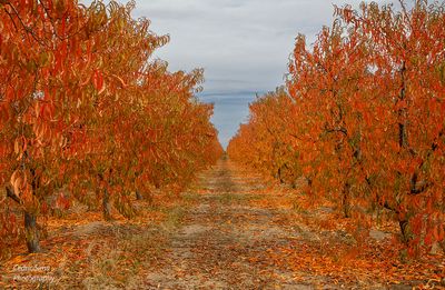 Around Lodi