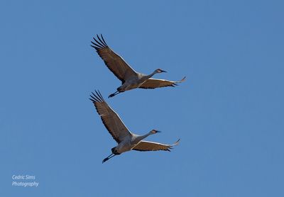  Sandhill Cranes
