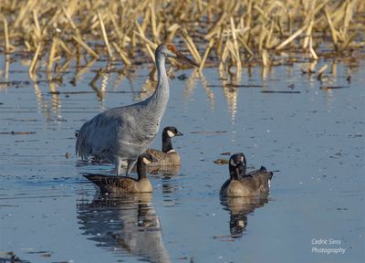 Sandhill Crane with Canadian Geese