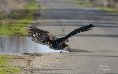Turkey Vulture