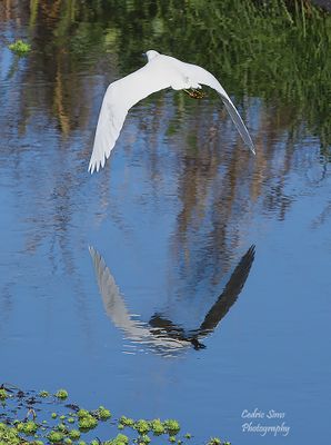 Snowy Egret
