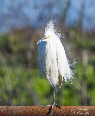  Snowy Egret