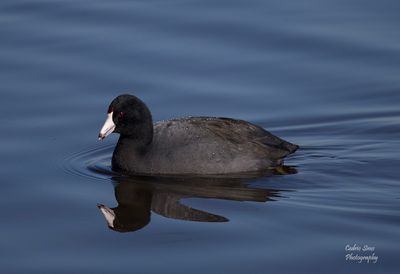 American Coot