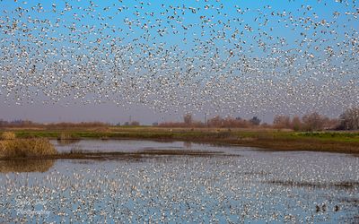 Snow Geese and reflections