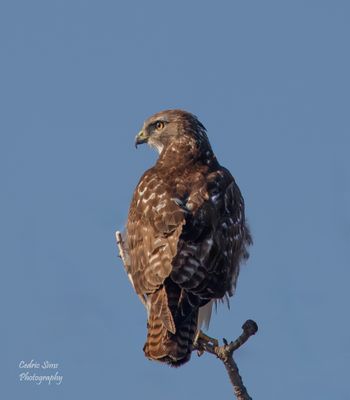 Red-Tailed Hawk