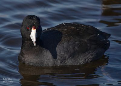 American Coot