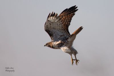 Red-Tailed Hawk 