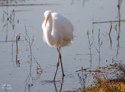  Great White Egret