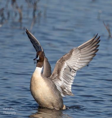 Northern Pintail