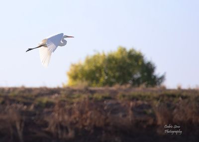   Great White Egret