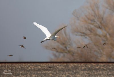  Great White Egret