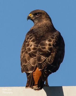  Red-Tailed Hawk