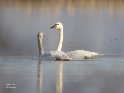 Tundra Swans