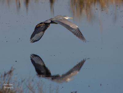 Great Blue Heron