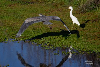  Great Blue Heron