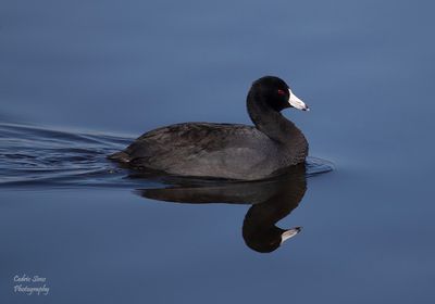 American Coot 