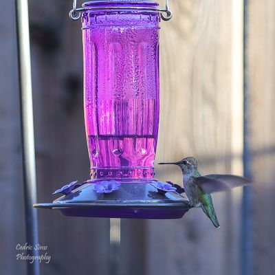 Humming Birds & Butterflies