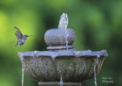  Anna's Hummingbird 2025