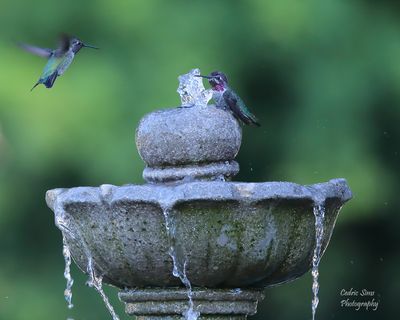 Hummingbirds small Bird & Butterflies