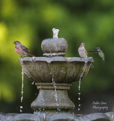 Hummingbirds small Bird & Butterflies