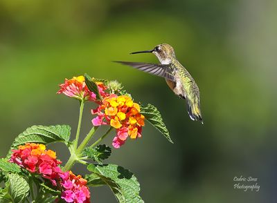 Hummingbirds small Bird & Butterflies