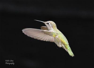 Hummingbirds small Bird & Butterflies
