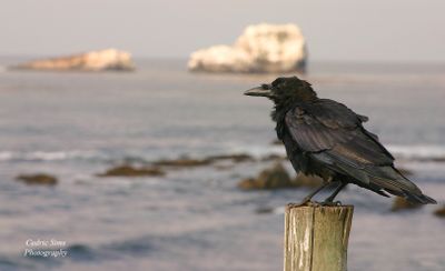 Crown Raven