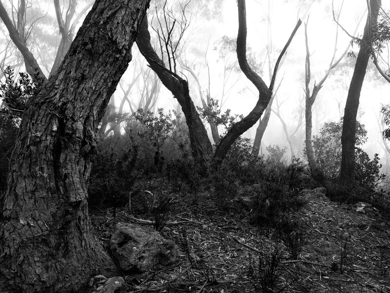 Blue Mountains Mar 2024_GFA6702_B&Ws.jpg