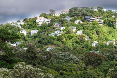 Wellington Dec 2023_8EF6698.jpg